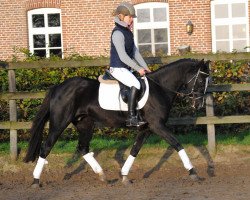 broodmare Cookie 69 (German Riding Pony, 2010, from Veneciano)