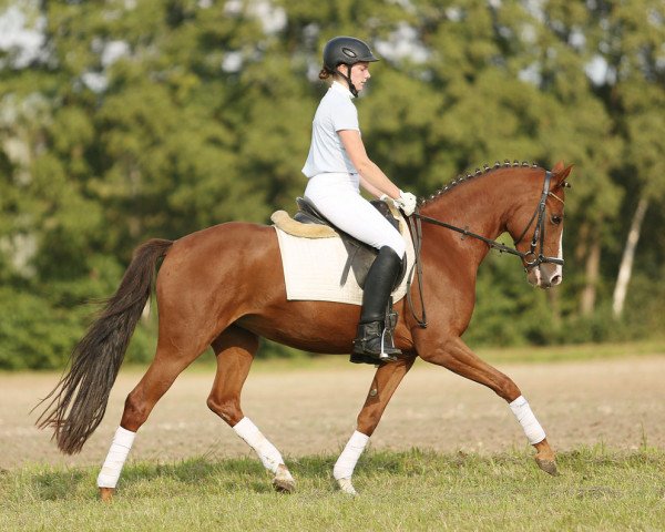 Dressurpferd Cortina 233 (Deutsches Reitpony, 2010, von Cyriac WE)