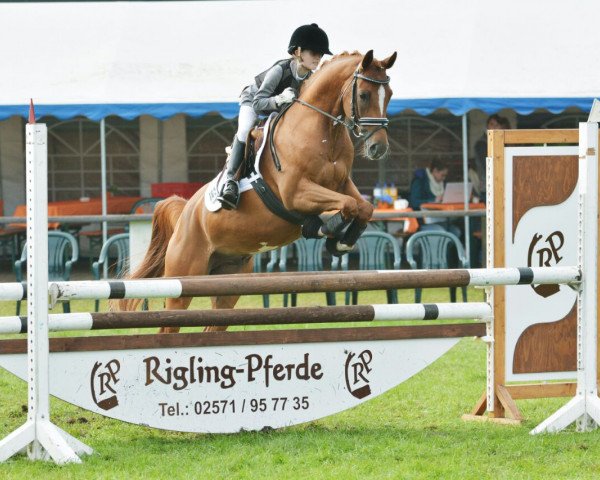 jumper Nacho Lumi (German Riding Pony, 2009, from Heidbergs Nancho Nova)