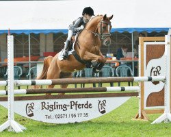 jumper Nacho Lumi (German Riding Pony, 2009, from Heidbergs Nancho Nova)