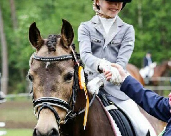 Dressurpferd Navarina in the dark (Deutsches Reitpony, 2007, von Nacromancer inthe dark)