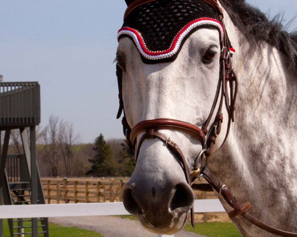 horse Cero Easy (Holsteiner, 2006, from Cero)