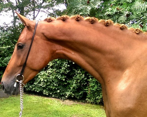 dressage horse Lord Lacre (Rhinelander, 2010, from Lord Loxley I)