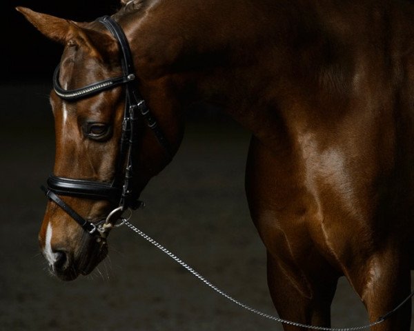 horse Carlos (Nederlands Rijpaarden en Pony, 1999, from Casper)