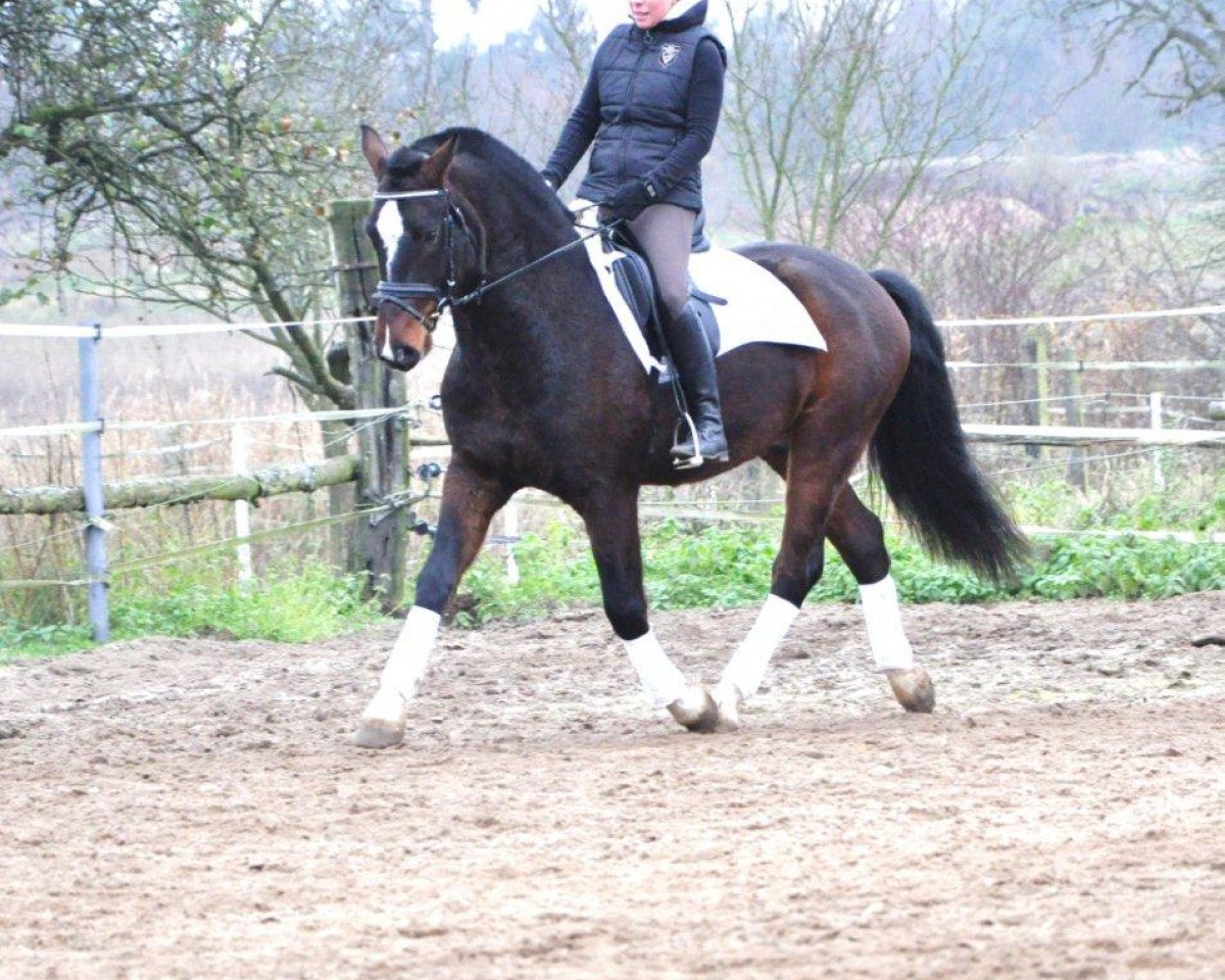 horse Hitalgo (Freiberger, 2011, from Halloween XI CH)