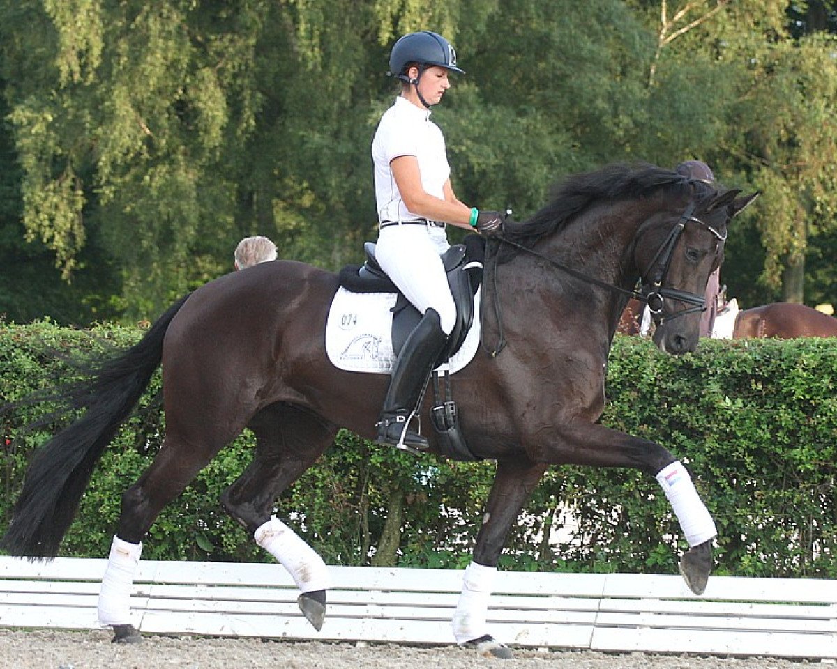 broodmare Erludine DVB (KWPN (Royal Dutch Sporthorse), 2009, from Jazz)