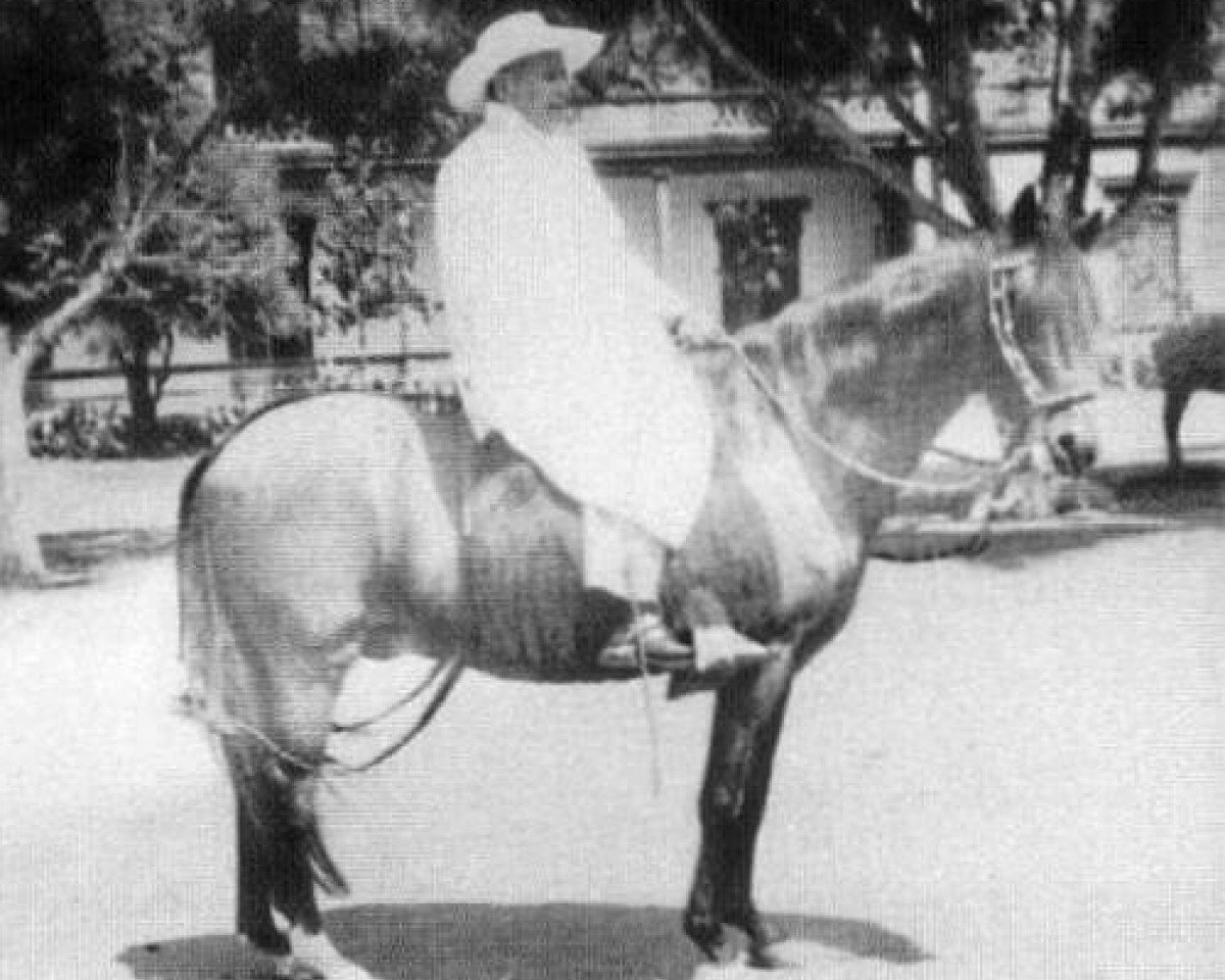 stallion Limenito (Peruvian Paso, 1942, from Limeno Viejo)