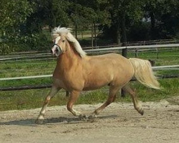 Dressurpferd Master 98 (Haflinger, 2001, von Mondego (3,125% ox))