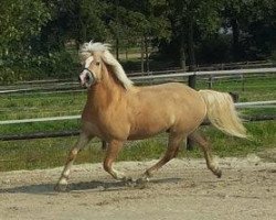 dressage horse Master 98 (Haflinger, 2001, from Mondego (3,125% ox))