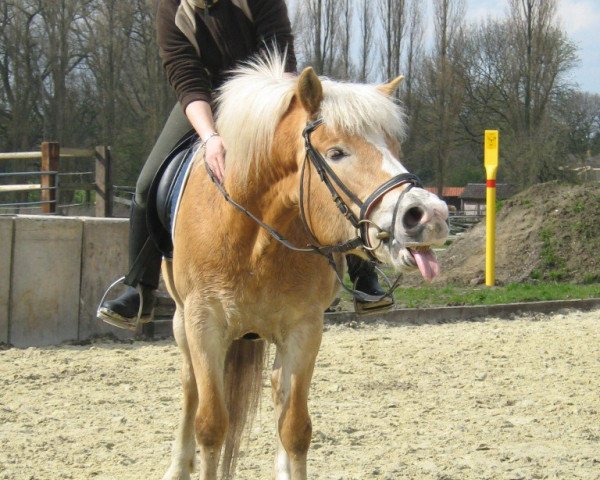 broodmare Alice (Haflinger,  , from Almprinz)