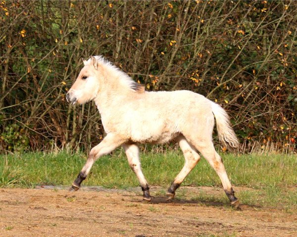 horse Venja (Fjord Horse, 2014, from Kelvin)