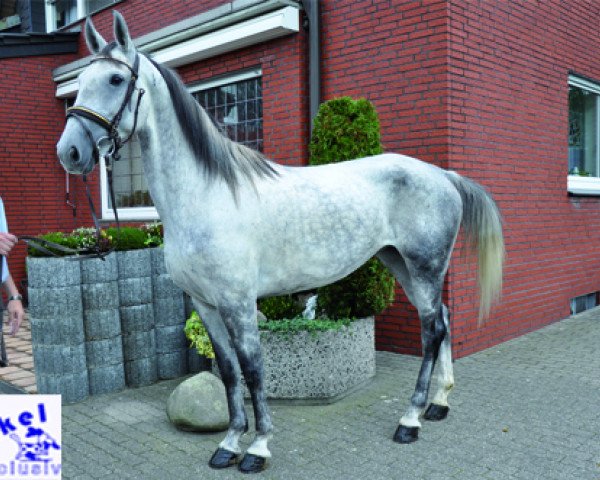 broodmare Shakira (Arabian, 2009, from Sapros)