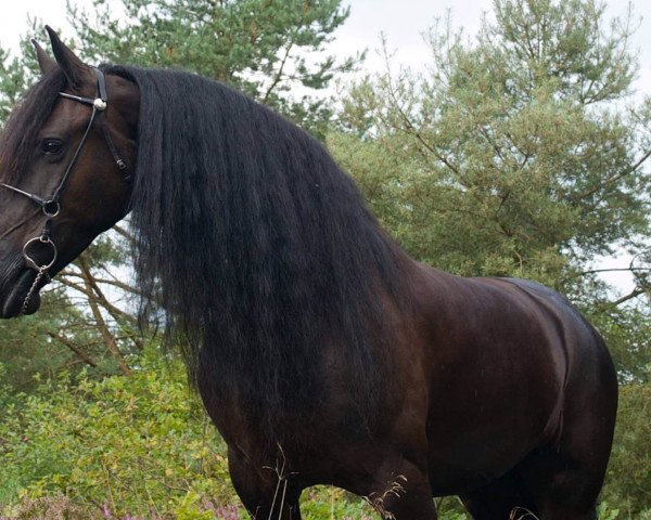 Pferd Stute von der Nockalm (Friese, 2008) Pferd Stute von der Nockalm (Friese, 2008)