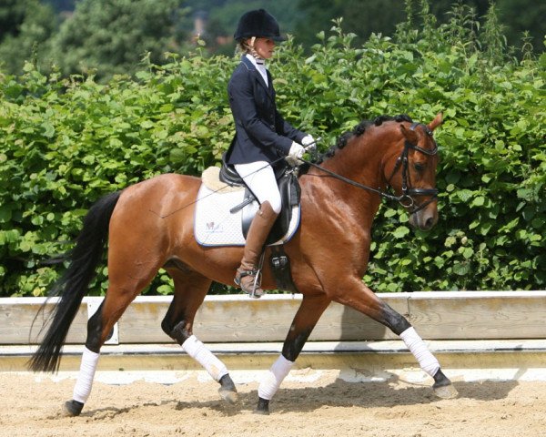 horse Calimero (German Riding Pony, 2011, from FS Champion de Luxe)