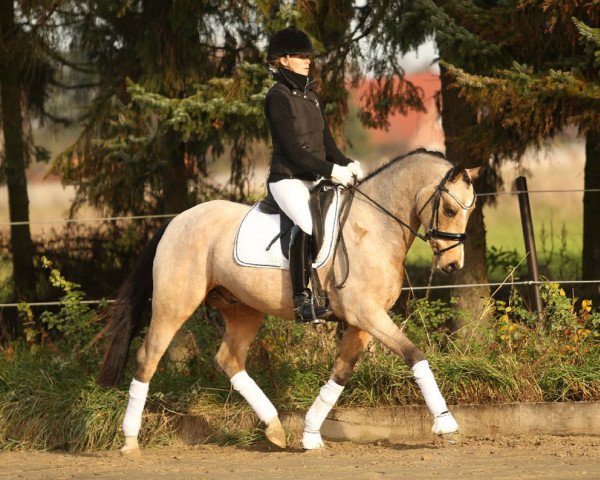 dressage horse Voltaire (German Riding Pony, 2010, from Veneciano)