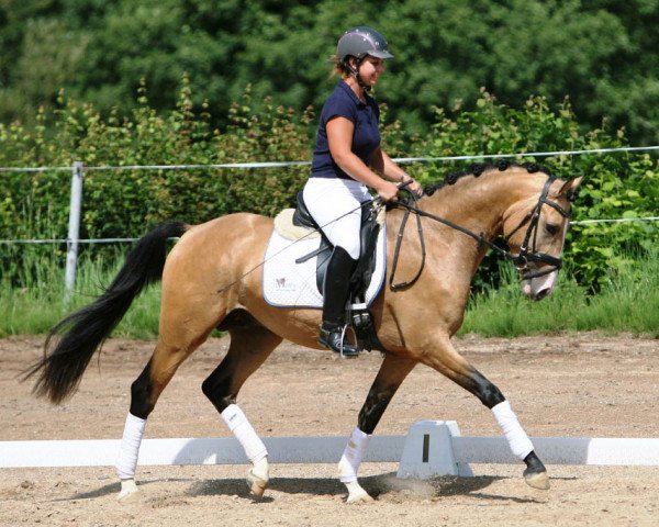 Dressurpferd Calimero Rr (Deutsches Reitpony, 2011, von FS Champion de Luxe)