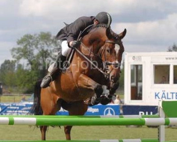 jumper Andrew 22 (Hanoverian, 1999, from Argentinus) jumper Andrew 22 (Hanoverian, 1999, from Argentinus)