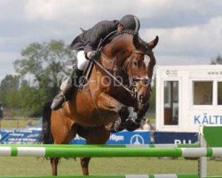 jumper Andrew 22 (Hanoverian, 1999, from Argentinus)