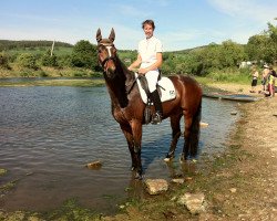dressage horse Beau Coeur (Hanoverian, 2004, from Harmony's Baroncelli)