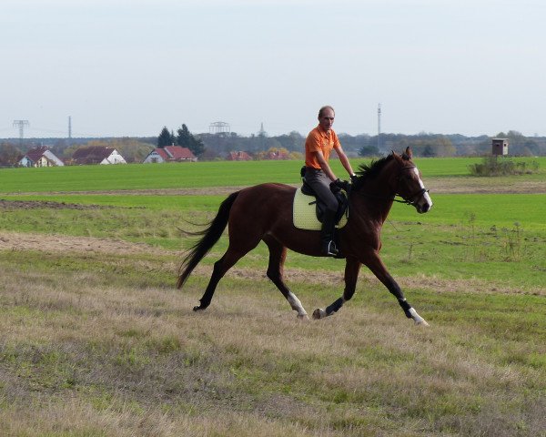 horse Querida Quamira (German Sport Horse, 2010, from Quaterman I)
