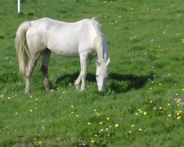 broodmare Mastaba 1989 ox (Arabian purebred, 1989, from Farouss ox)