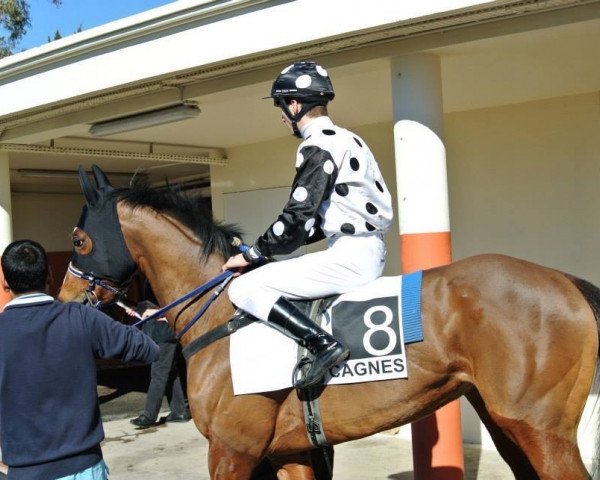 horse Tricksome xx (Thoroughbred, 2011, from Jeremy xx)