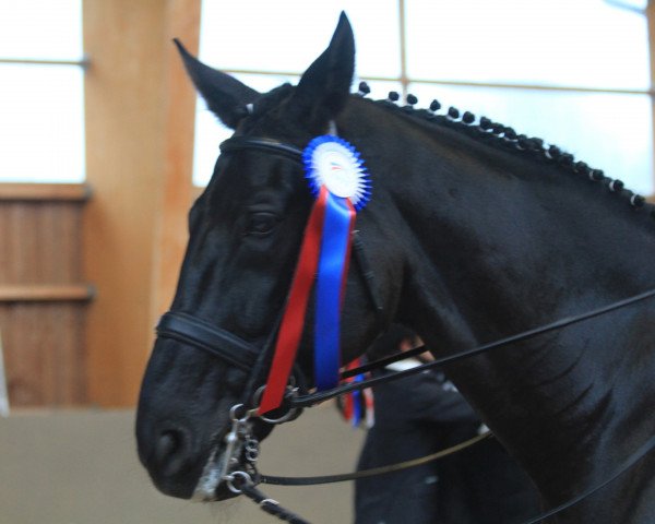 horse Richardz (Hanoverian, 2003, from Rosentau)