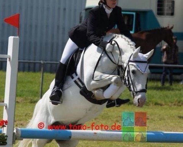 dressage horse Raffaelo 32 (Pony without race description, 2002)
