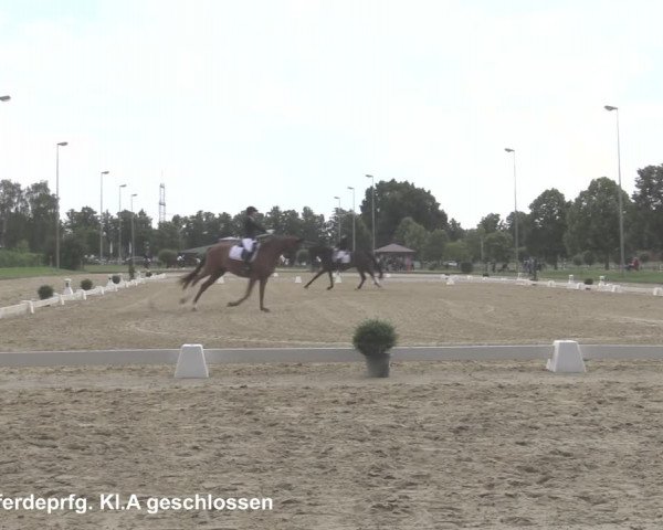 Reitturnier Münster-Roxel 2021