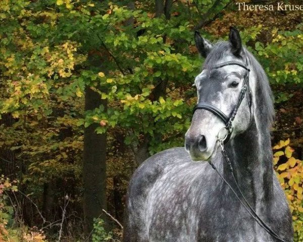 horse Don Henley (Württemberger, 2010, from Delamanga)
