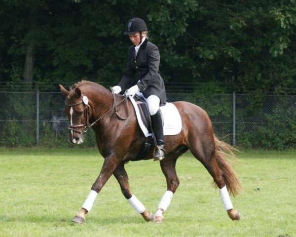 horse Orion Hippios (New Forest Pony, 2001, from Mister Malthe) horse Orion Hippios (New Forest Pony, 2001, from Mister Malthe)