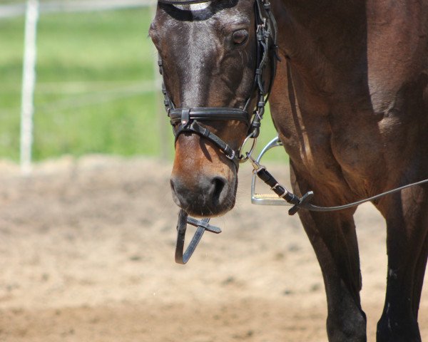 Springpferd Nando 155 (Deutsches Reitpony, 1997, von Nibelungenheld)