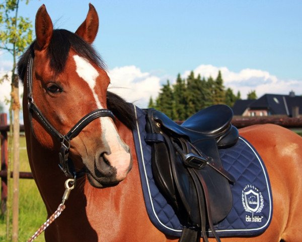 Dressurpferd Principal Poseidon (Deutsches Reitpony, 2003, von Principal Boy)