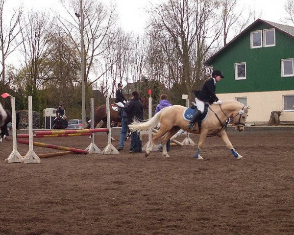 stallion Karat's Morgengold (German Riding Pony, 2008, from Monte Miro)