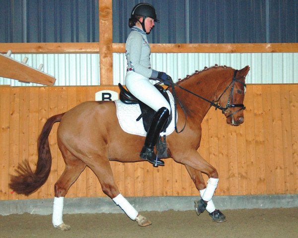 horse Don Diabolo (German Riding Pony, 2009, from Don Davidoff 5)