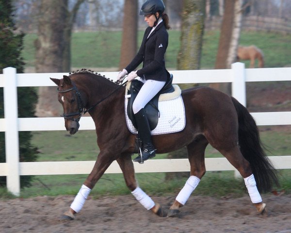 Dressurpferd Steendieks Furioso (Deutsches Reitpony, 2005, von For-Pleasure)