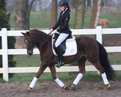 dressage horse Steendieks Furioso (German Riding Pony, 2005, from For-Pleasure)