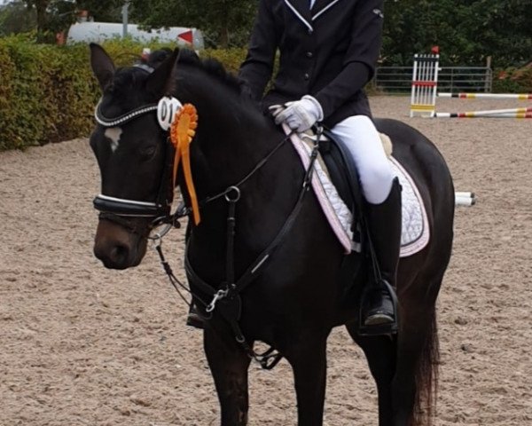 dressage horse Dalina (German Riding Pony, 2017, from Basall)