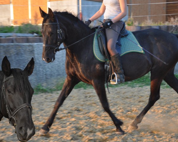 broodmare Favorita (Pura Raza Espanola (PRE), 2007, from Sonajero X)