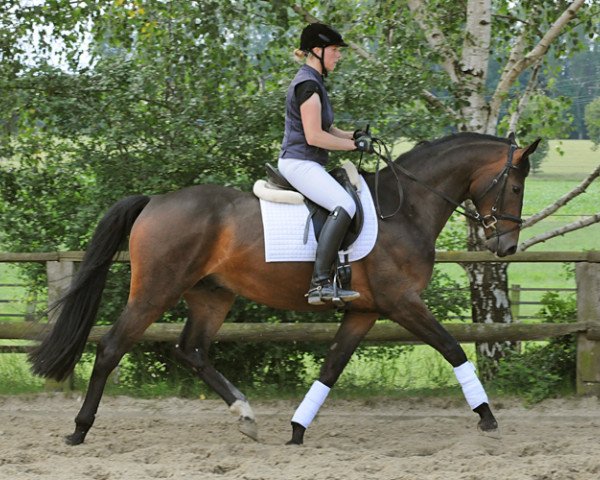 horse Wallach von Silbermond x Rockwell (Westphalian, 2011, from Silbermond)