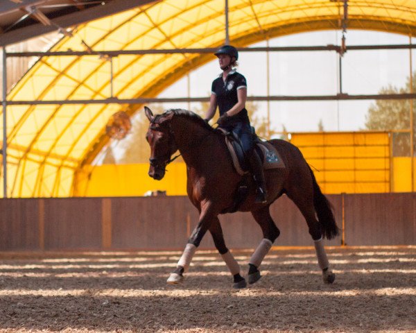 dressage horse Romeo 482 (Oldenburg, 1999, from Ragazzo)