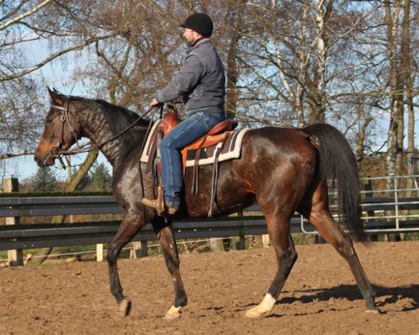 broodmare Ferada ox (Arabian purebred, 2011, from Sabat ox)