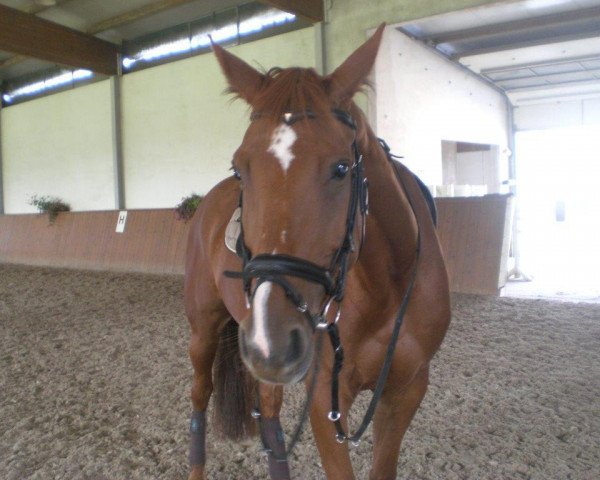 broodmare Camora K (Zweibrücken, 2003, from Come On)