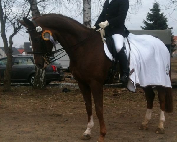 broodmare Sambucia (Hessian Warmblood, 2002, from Tannenhof’s Solero TSF)