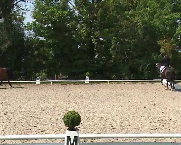 Reitturnier Hof-Haidt 2021