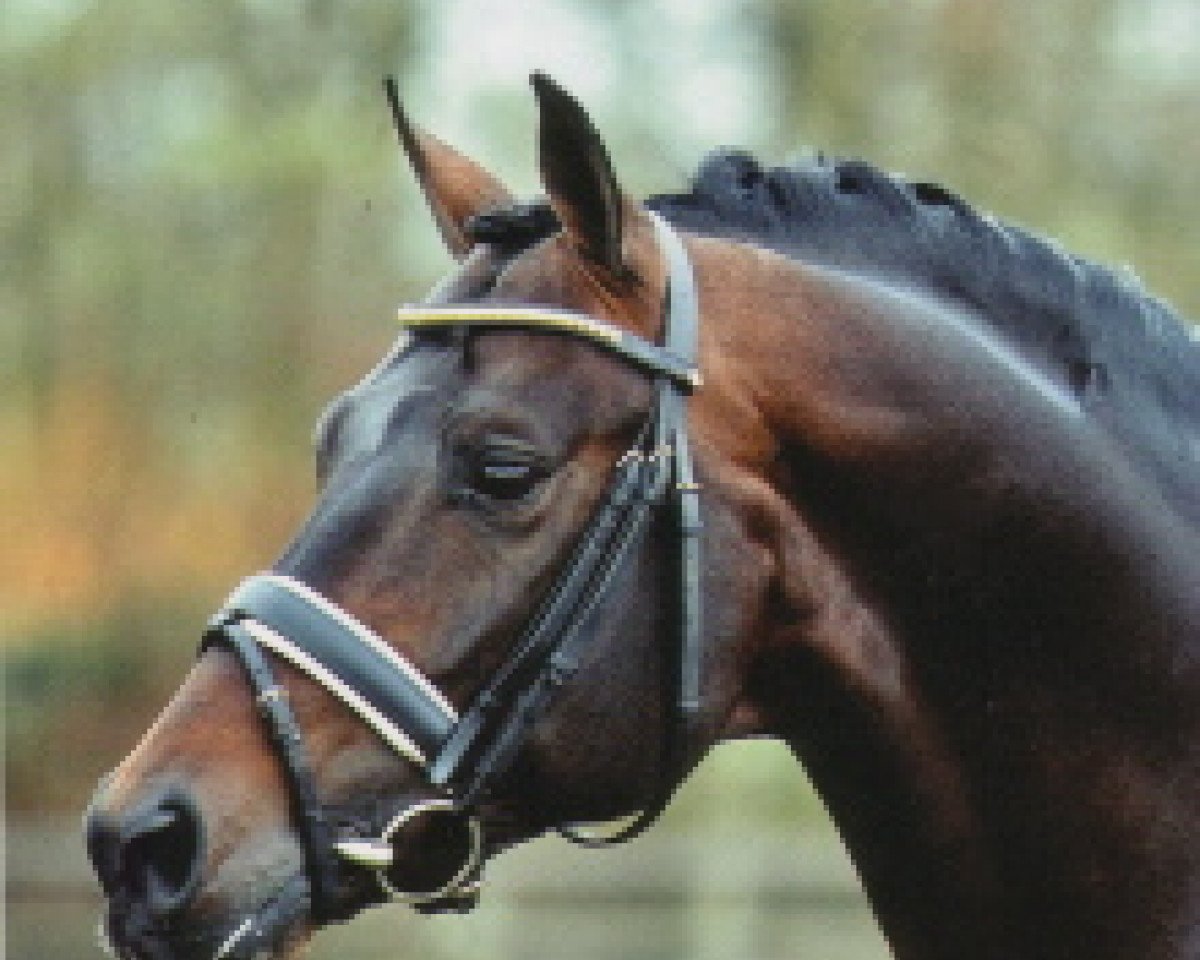 Deckhengst Amman (Zweibrücker, 1992, von Argentinus)