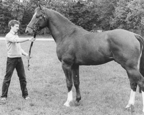 stallion Zuidpool (KWPN (Royal Dutch Sporthorse), 1981, from Amor)