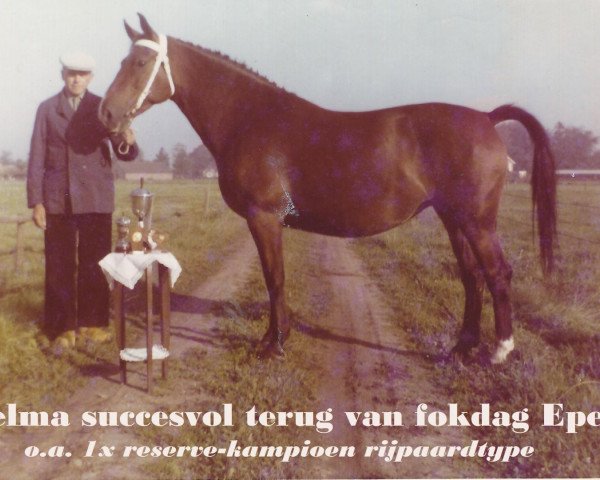 Zuchtstute Zelma (Gelderländer, 1958, von Odin van Wittenstein)