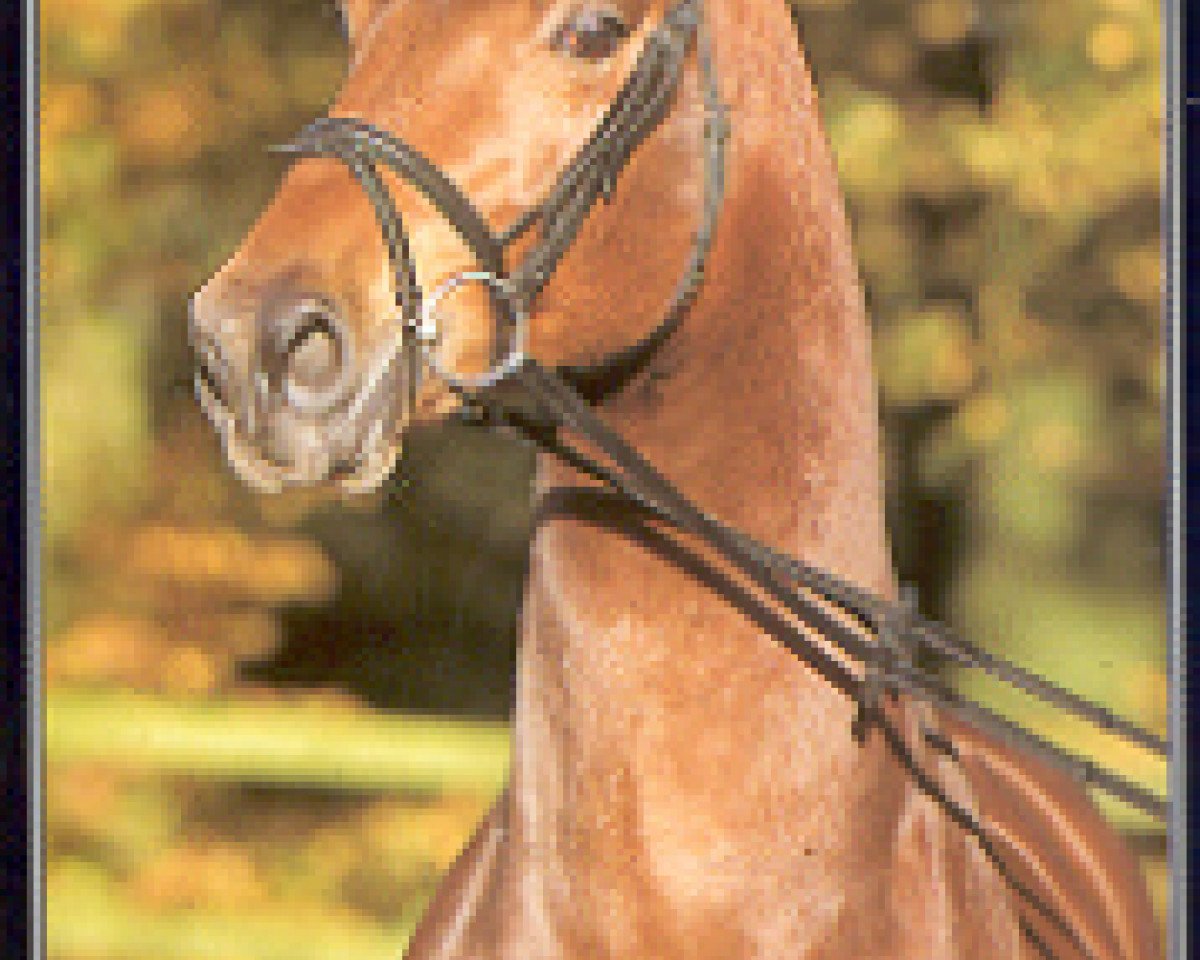 Deckhengst Las Casas (Rheinländer, 1998, von Lancer II)