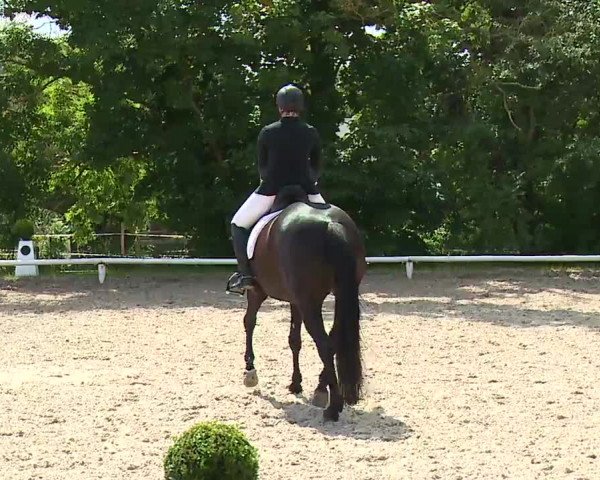 Reitturnier Hof-Haidt 2021